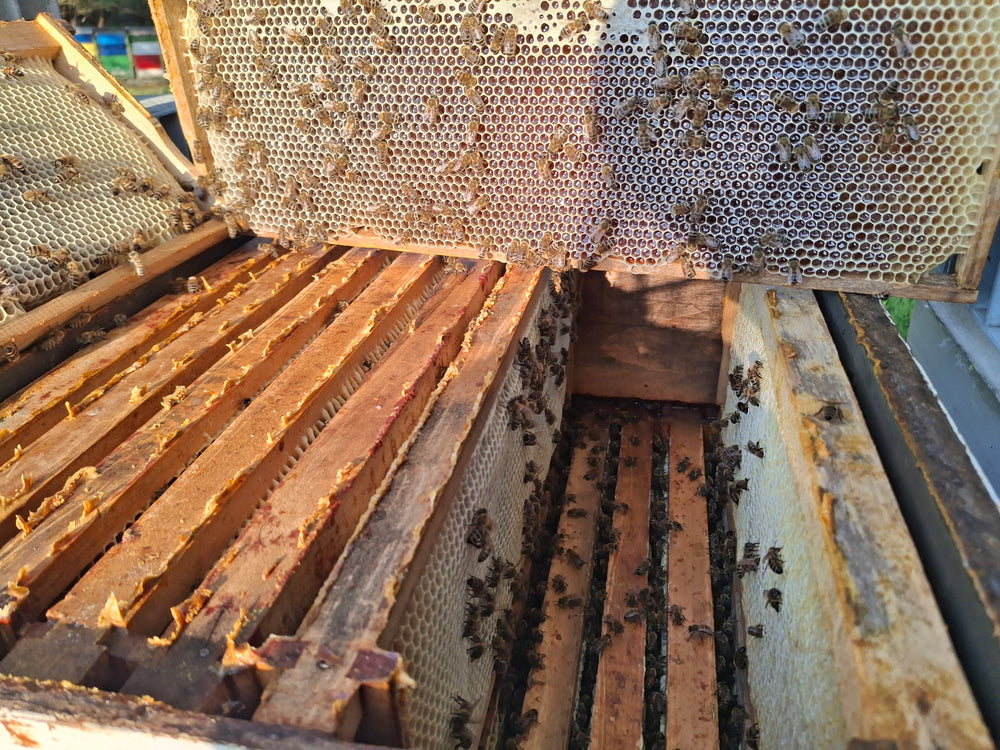 proScuti Propolis tinktura